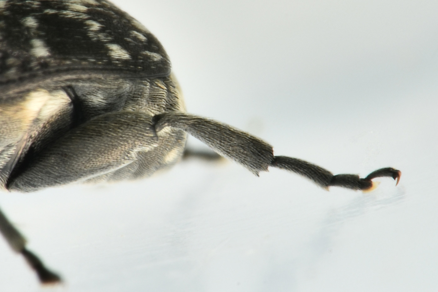 Chrysomelidae Bruchinae: femmina di Bruchus viciae